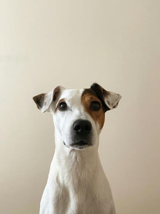 Image of Science Diet Puppy Chicken 15KG - Dry Food Dog